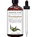 Majestic Pure Eucalyptus Essential Oil, Pure and Natural with Therapeutic Grade, Premium Quality Eucalyptus Oil, 4 Ounces primary