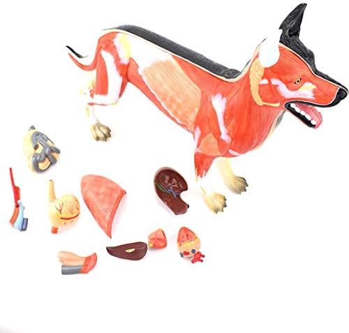 犬オルガン筋肉解剖モデル犬犬の臓器組織筋臓器標本高い職業畜産