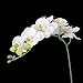 1 Piece Simulation Butterfly Orchid Artificial Flower Plant Home Decoration White