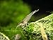 Aquatic Arts 5 Live Amano Shrimp (Caridina multidentata, aka Yamato Shrimp) - 1/2 to 1 1/2 inch Long Adult! Better Than Ghost Shrimp! Best Algae Eating Shrimp in The World