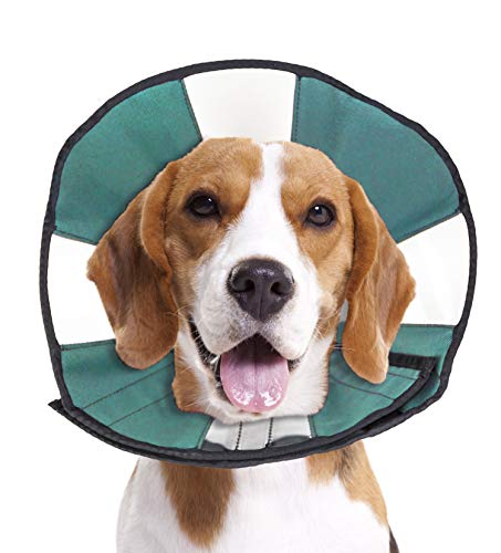 procollar for dogs