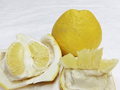 Amazon 訳あり 低農薬 熊本産 パール柑 約10kg サイズ混合 田尻農園 みかん 柑橘類 通販