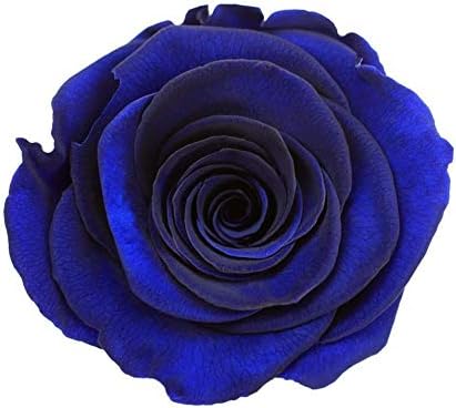 quan di 100 Pieces Midnight Seeds Rare Garden Blue Rose Seeds Decor