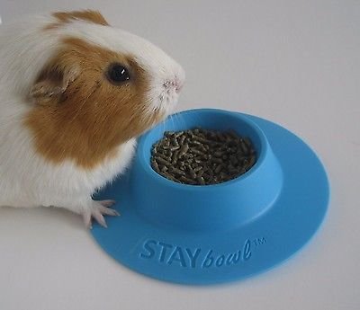 5 STAYbowl+Tip+Proof+Ergonomic+Guinea+Other