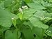 David's Garden Seeds Cover Crop Buckwheat AD7311 (White) Organic Seeds One Ounce Package