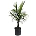 Costa Farms Majesty Palm Tree, Live Indoor Plant, 3 to 4-Feet Tall, Ships in Grow Pot, Fresh From Our Farm, Excellent Gift