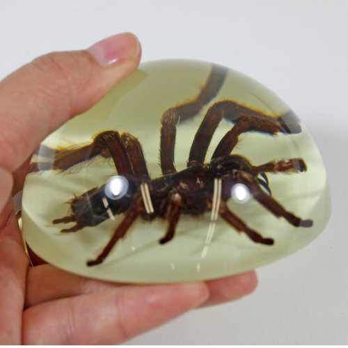 REALBUG 3 1/2" Tarantula Dome Paperweight Glow in The Dark