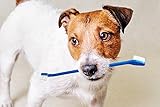 Dog Toothbrush Set and Cat Toothbrush Set - Two Dual-Headed Brushes Cleaning Kit - Dental Care Pet Supplies - By TenTen Labs