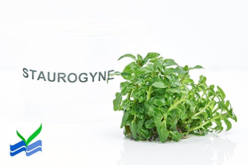Staurogyne Repens - Foreground Carpet Aquarium Plant