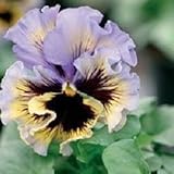 Fluffy Ruffled Blue Swirl Pansy Seeds 50 Seeds Upc 647923988895