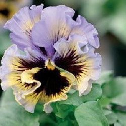 Fluffy Ruffled Blue Swirl Pansy Seeds 50 Seeds Upc 647923988895