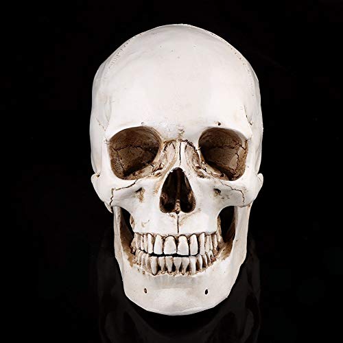 Life-Size Human Skull White Resin Skull Model for Drawing Model Replica Drawing Party Ornament