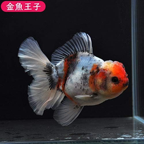 金魚 Pcソフト 個体番号 Asd864 金魚王子 生体 きんぎょ B087tcmr4q きんぎょ 車 バイク オランダ 正規品送料無料 三色ローズテールオランダ 11センチ前後 激安超特価 厳選個体 新作製品 世界最高品質人気 100 品質保証