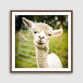 Framed Canvas Wall Art Alpaca Canvas Prints Home Artwork Decoration for Living Room,Bedroom - 16x16 inches