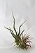 10 or 12 Pack of Assorted Tillandsia Air Plants