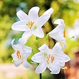 PRE-Order for Fall (YUN) Lilium
