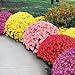 (PCHR)~"GARDEN MUM MIX" CHRYSANTHEMUM~Seed!!~~~~~~Lots of Fall Color!