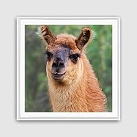 Framed Canvas Wall Art Alpaca Canvas Prints Home Artwork Decoration for Living Room,Bedroom - 16x16 inches