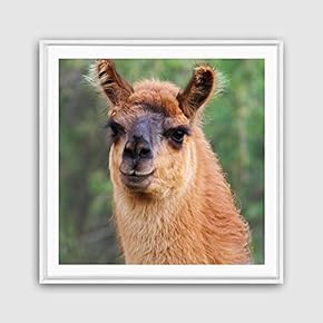 Framed Alpaca Home Artwork for Living Room Bedroom
