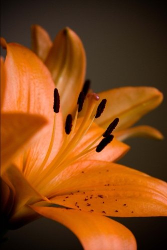 Tiger Lily Notebook: Yellow Tiger Lily Floral Notebook (Flowers, Journal, Creative Writing, Poetry, Diary) (6 x 9" Medium) (Flowers / Floral / Botanicals) (Volume 7)