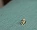 118) Non Pierced Cross Line Simple Ear Cuff- gold,rose gold