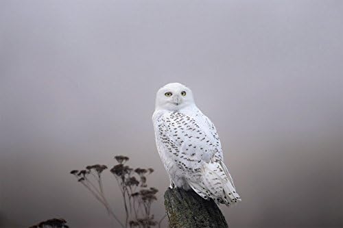 CYBER RETAILS White Owl on Branch Early Morning Vastu and Feng Shui Recommended Poster for Wealth and Financial Growth (Paper, 18 x 12 inch, Multicolor)