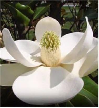 2 Beautiful Southern Magnolia Trees 2-3 Feet Tall