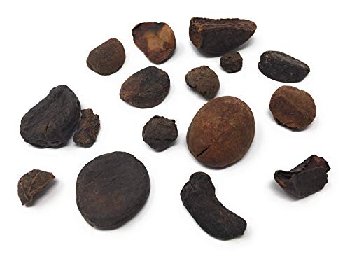 100% Pure, Natural Kola Nut - Organic Cola Nut | Super high caffeine amount of 4% - This nut (Colae Nuces) is how the first kola recipe received its caffeine kick