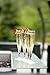 Party Essentials - CHAMPBOX-6 Hard Plastic 1-Piece Champagne Flute, 5-Ounce Capacity, Clear (Case of 60)