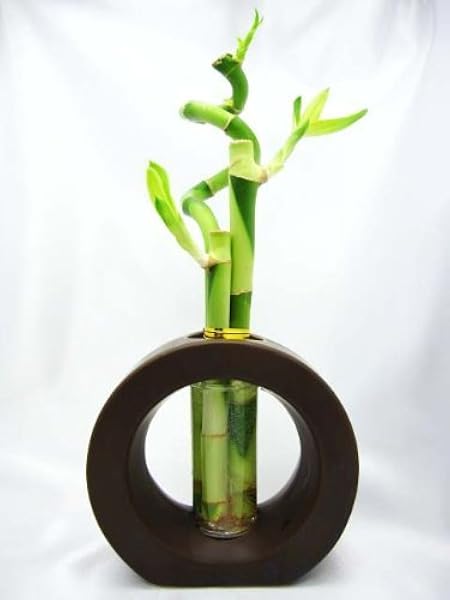 Amazon Com 9greenbox 3 Style Spiral Lucky Bamboo With Hollow Brown Ceramic Vase Live Indoor Bamboo Plants Grocery Gourmet Food