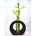 9GreenBox - 3 Style Spiral Lucky Bamboo with Hollow Brown Ceramic Vase