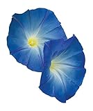 Burpee Morning Glory Heavenly Blue Seeds