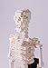 Nanoblock Human Skeleton Building Kit