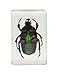 Celestron – Real 3D Bugs in Clear Resin – 4pc Set Includes Hornet, Black Camellia, Rose Chafer, and Spider – Perfect for Science Eduction and Classroom – Use with Digital and Stereo Microscopes
