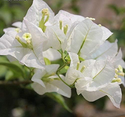 100 Pcs/Bag White Bougainvillea Seeds Perennial Flowering Plants Potted Charming Chinese Flowers