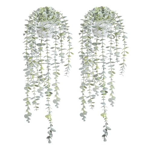 Frisch reingekommen: Hammer-Deal: BACAMA Eukalyptus Hängepflanzen,... für schmale 22,42€ ergattern. Jetzt zuschlagen!