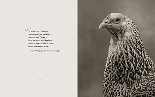 Literary Chickens