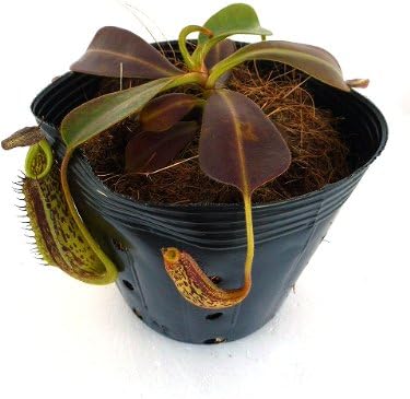 Amazon 食虫植物 Nepenthes Fusca ネペンテス フスカ 観葉植物 オンライン通販