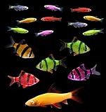 GloFish Live Fish Collections