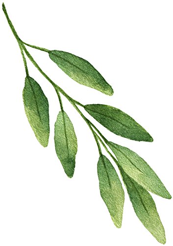 Beautiful Artistic Watercolor Natural Plant Cartoon Vinyl Sticker (2" Tall, Bay Leaf)
