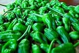 10 Padron Organic Pepper Seeds