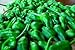 10 Padron Organic Pepper Seeds