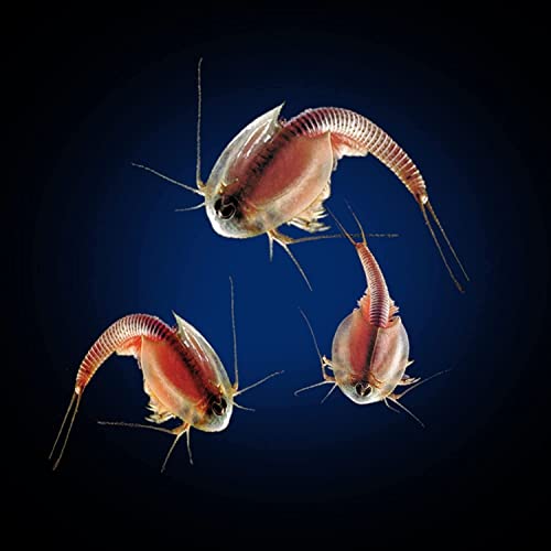 Triassic TRIOPS Triops Hanging Kit, Contains Eggs, Food, Instructions
