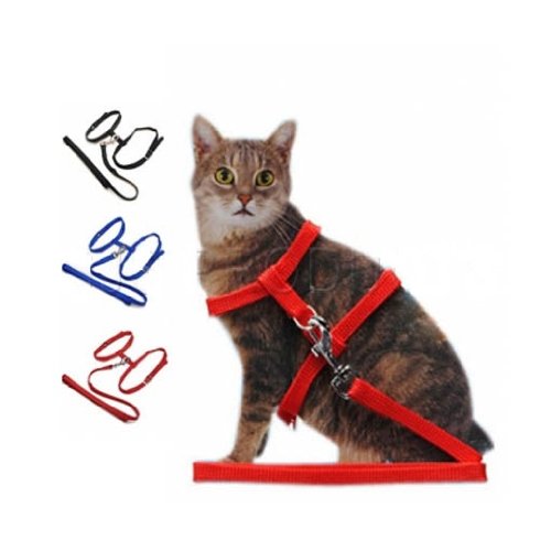 cat lead and harness