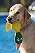 DOGGLES - GET WET - FLOATING DOG PET TOY - Yellow Duck