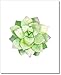 Succulent Wall Art Prints (Set of 6) - 8x10 - Unframed - Botanical Print - Cactus Decor