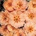 (APOR)~Outstanding~"SUNDIAL PEACH" PORTULACA~Seed!!~~~~~A Special AAS Winner!