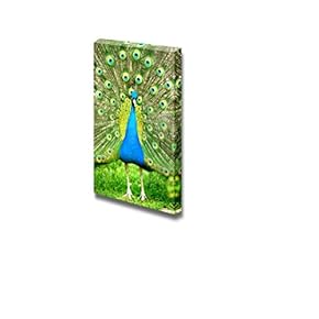 Peacock Feather Display Wall Decor