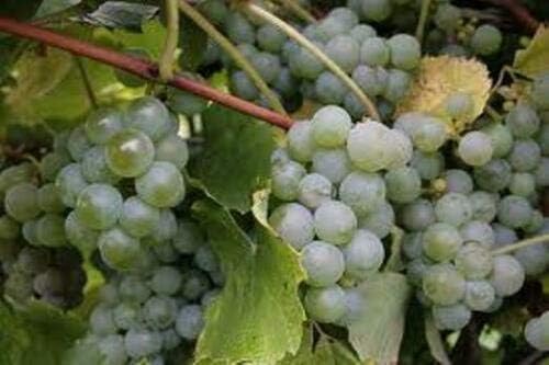 Niagara Grape Hardy Perennial Live Plant hidden002