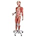 3B Scientific Dual Sex Muscle Figure